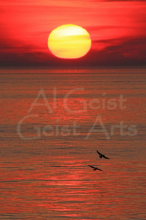 2013-08-18-0100 Sea Gulls Playing in the Sunset