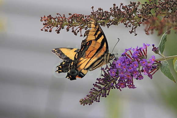2018-08-14-0014 Male Canadian TIger Swallowtail (Papilio canadensis)