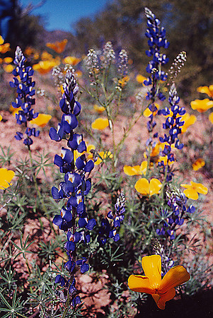 021901-01-0007 Miniature Lupine