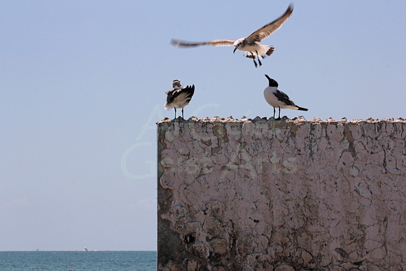 2012-04-07-0124 Seagulls and Pier