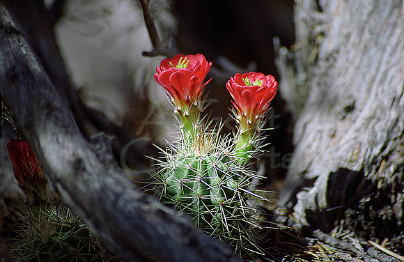 061004-01-0017 Claret Cup Cactus Flowers (Echinocereus triglochidatus)
