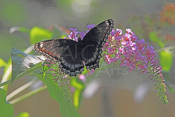 2018-08-14-0061 Red Spotted Purple (Limenitis arthemis astyanax)