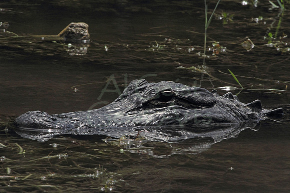 2012-04-05-0104 American Alligator #1