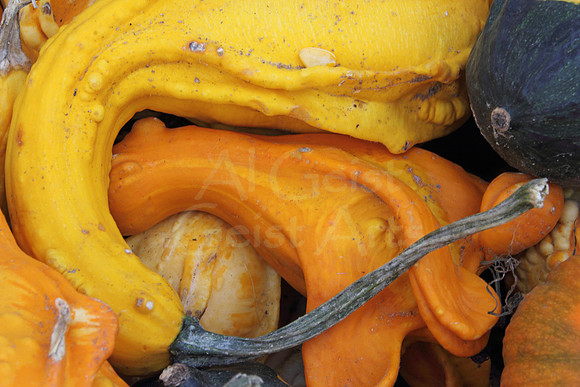 2014-09-26-0070 Squash and Gourds
