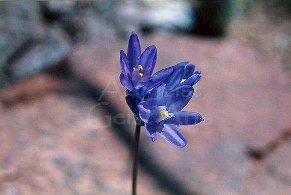 021901-01-0004 Blue Dicks (Dichelostemma pulchellum)
