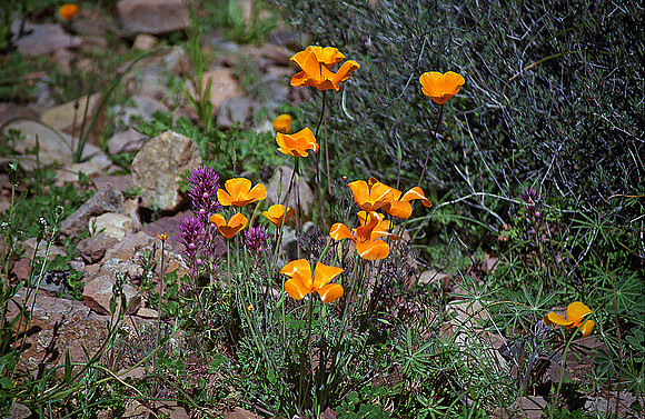 021901-04-0011 Mexican Poppies and Exserted Indian Paintbrush