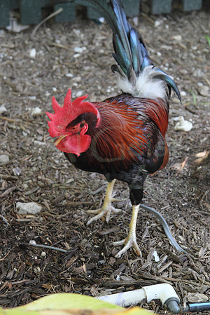 2012-04-06-0123 Key West Chicken