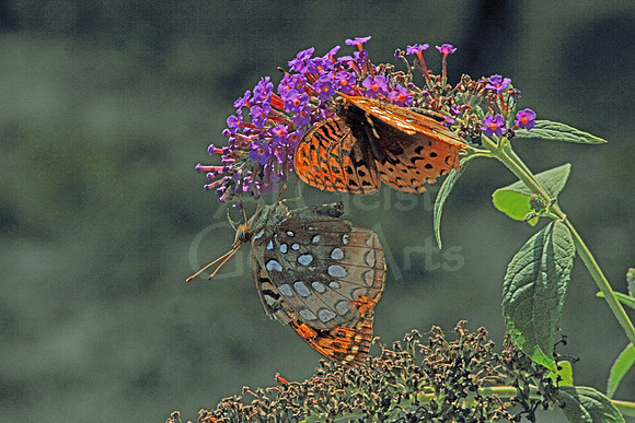 2018-08-14-0158 Aphrodite Fritillary (Speyeria aphrodite)