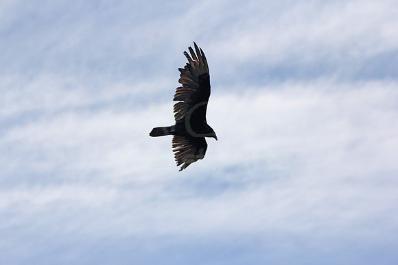 2012-04-08-0120 Vulture