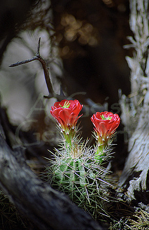 061004-01-0016 Claret Cup Cactus Flowers (Echinocereus triglochidatus)