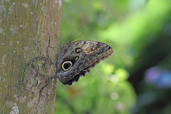 2012-04-07-0012 Owl Butterfly (Caligo Beltrao Butterfly)