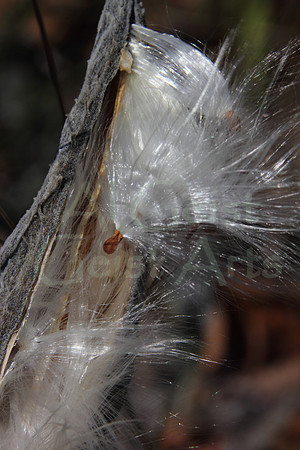 2014-10-25-0158 Milkweed Seeds (Asclepias syriaca)