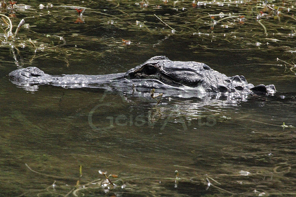 2012-04-05-0111 American Alligator #2