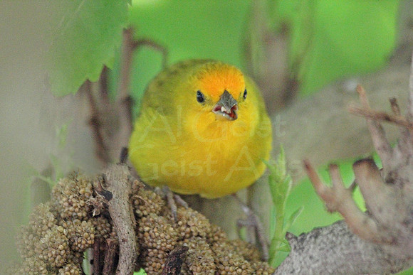 2012-04-07-0009 Yellow Warbler