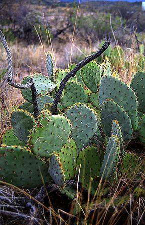 021401-05-0024 Englemann's Prickly Pear Cactus (Opuntia engelmannii) and Jumping Cholla Cactus Skeltons
