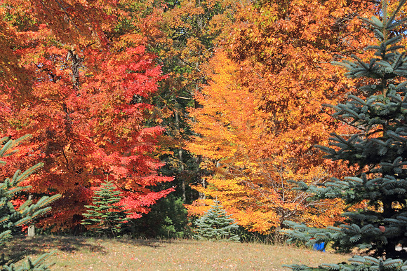 2014-10-21-0006 Fall Forest