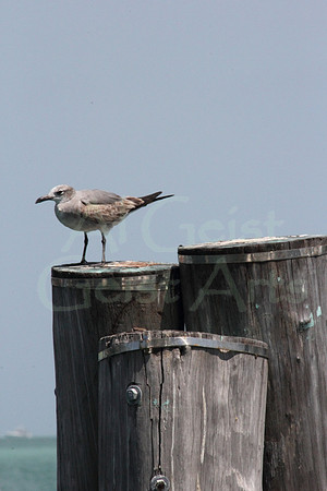 2012-04-06-0074 Sea Gull on Piling