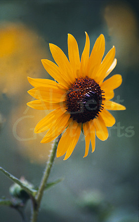 2005-10-01-0000 Desert Sunflower (Geraea canescens)