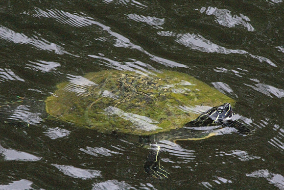 2012-04-05-0079 Red Belly Turtle