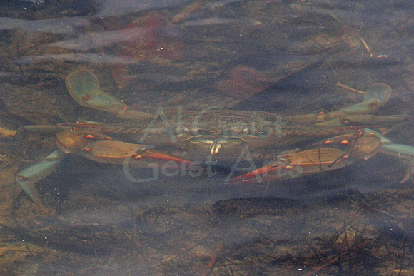 2012-04-05-0016 Blue Crab