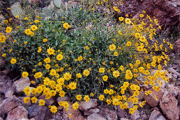 021901-03-0007 Brittlebush (Encelia farinosa)