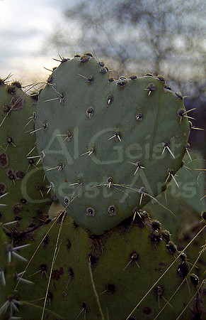 021401-05-0025 Englemann's Prickly Pear Cactus (Opuntia engelmannii) Heart